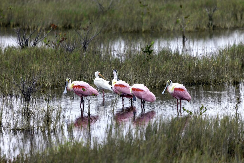Merritt Island Wildlife Preserve, FL