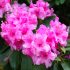 Florence Rhododendron Festival 2017