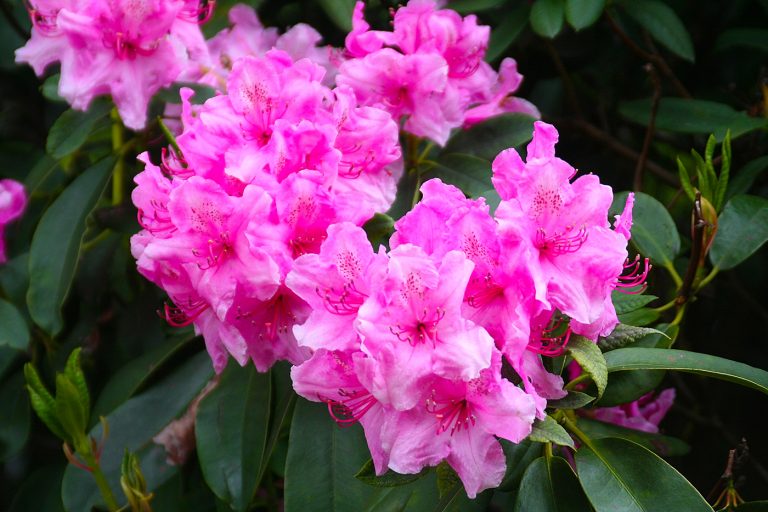 Visit the Florence Rhododendron Festival! – TrailBlazer Magazine