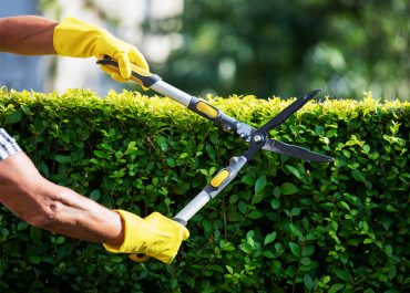 Man Cutting bushes