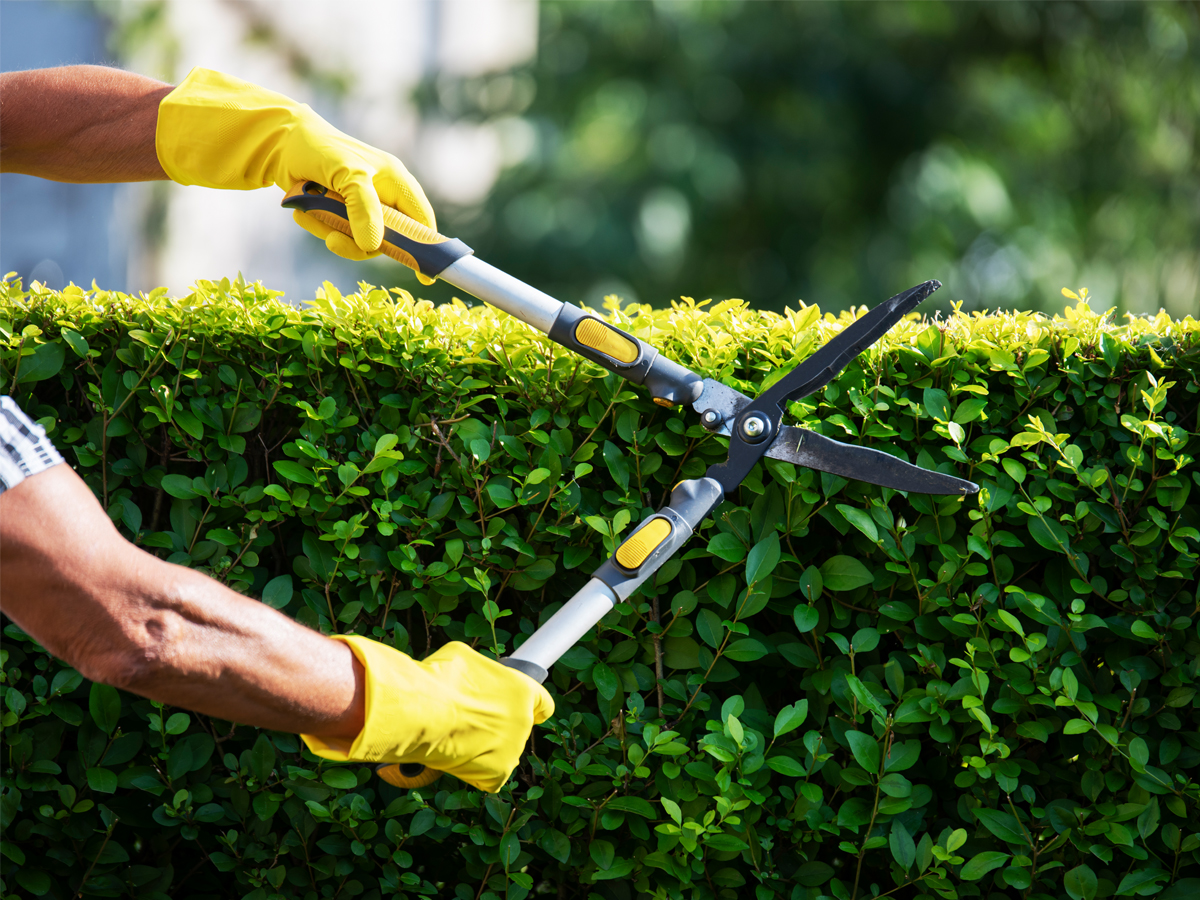 Man Cutting bushes