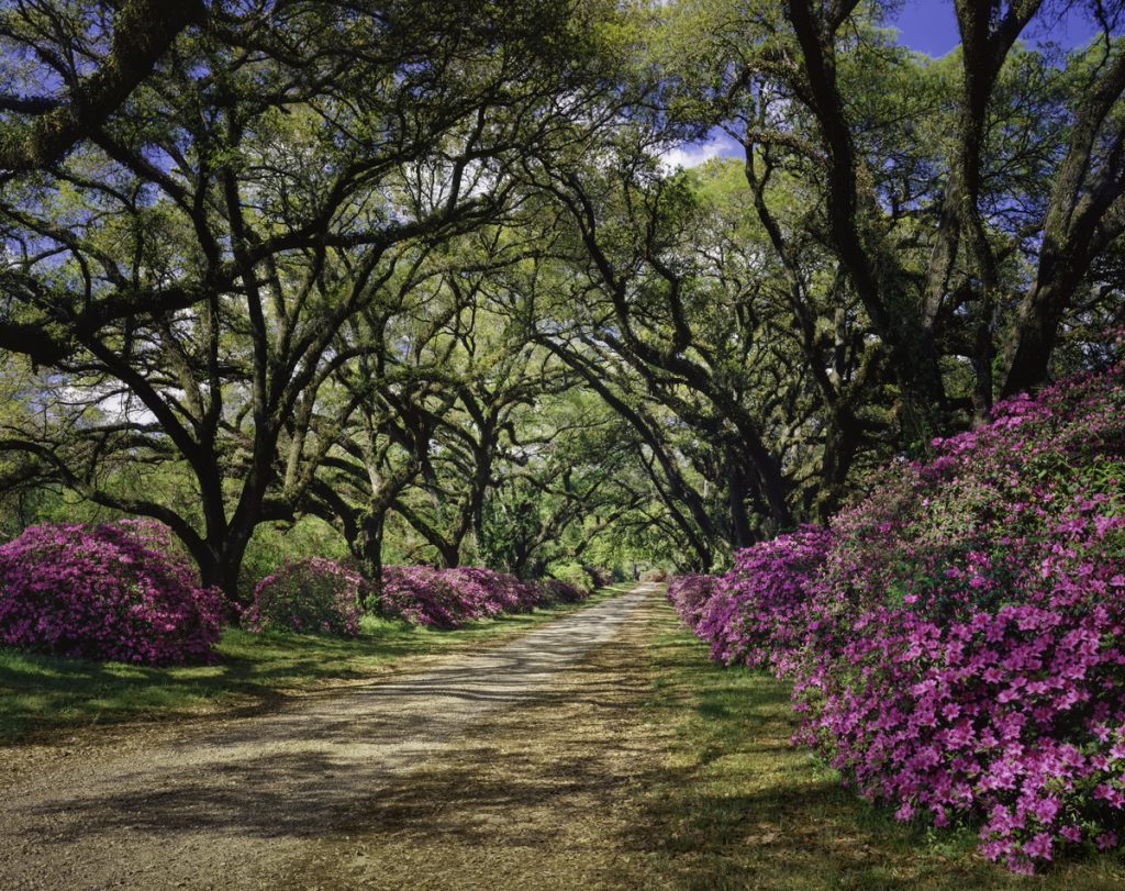 Beautiful tree lined street with blooming spring flowers