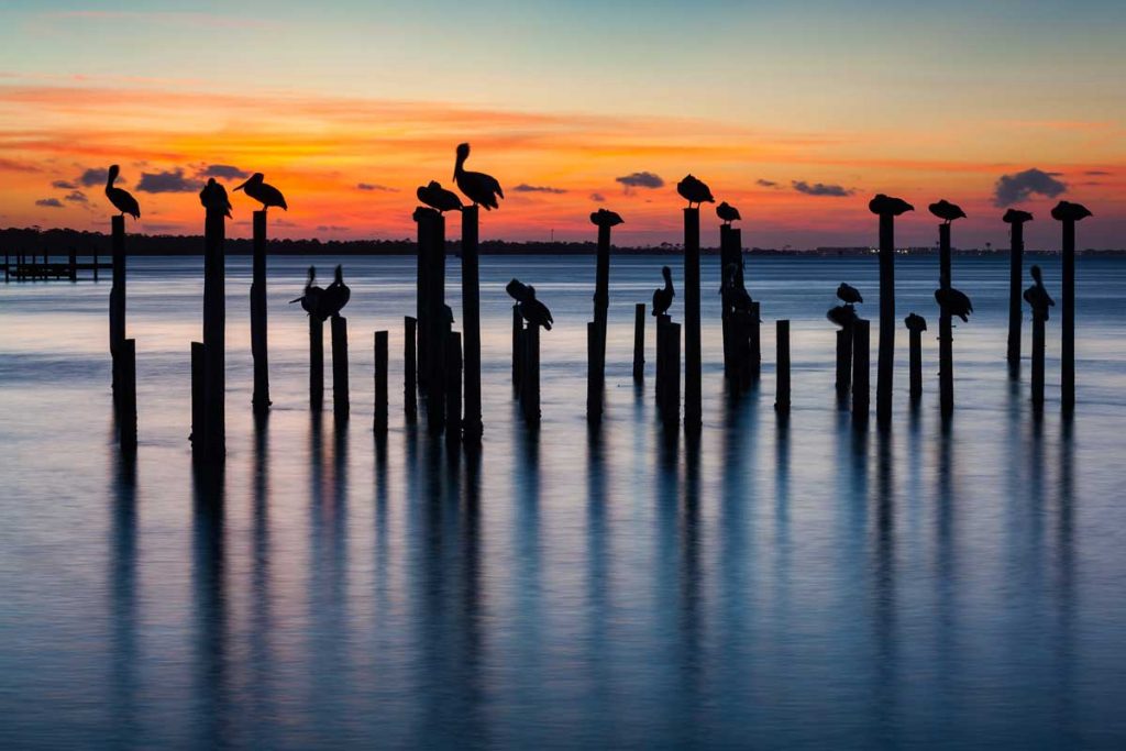 Brown Pelicans on pilings at sunset