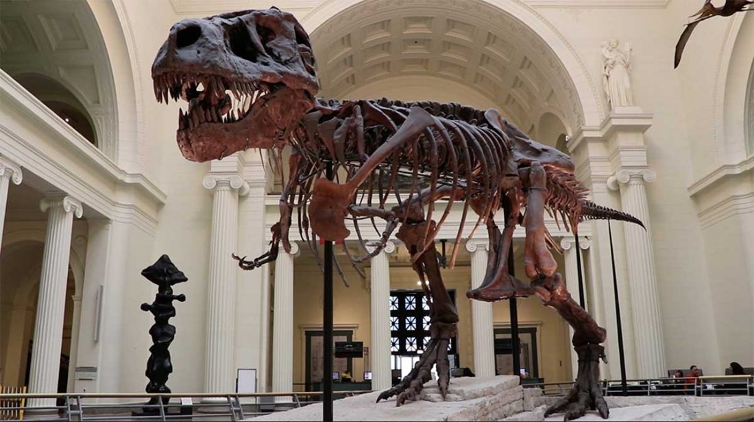 Sue the T-Rex at Chicago's Field Museum