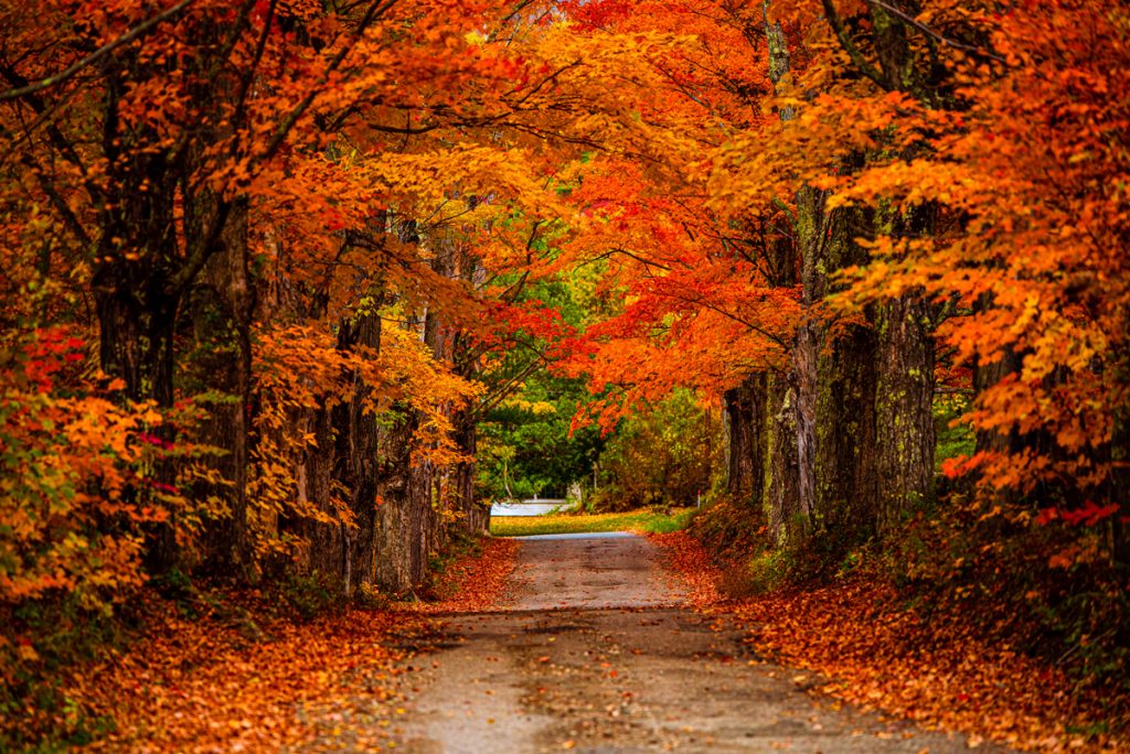 Orange leaves fall in October on an old country road in the White Mountains of New Hampshire.