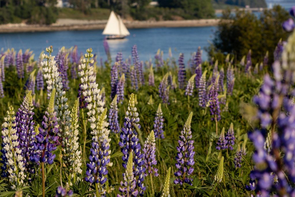 Lupines blossom with boat in background on Fernald Point along Sommes Sound near Southwest Harbor, Maine.