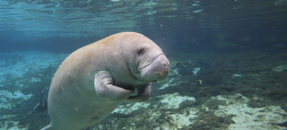 Single manatee under water swimming in the hot springs sanctuary in Florida