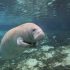 Single manatee under water swimming in the hot springs sanctuary in Florida