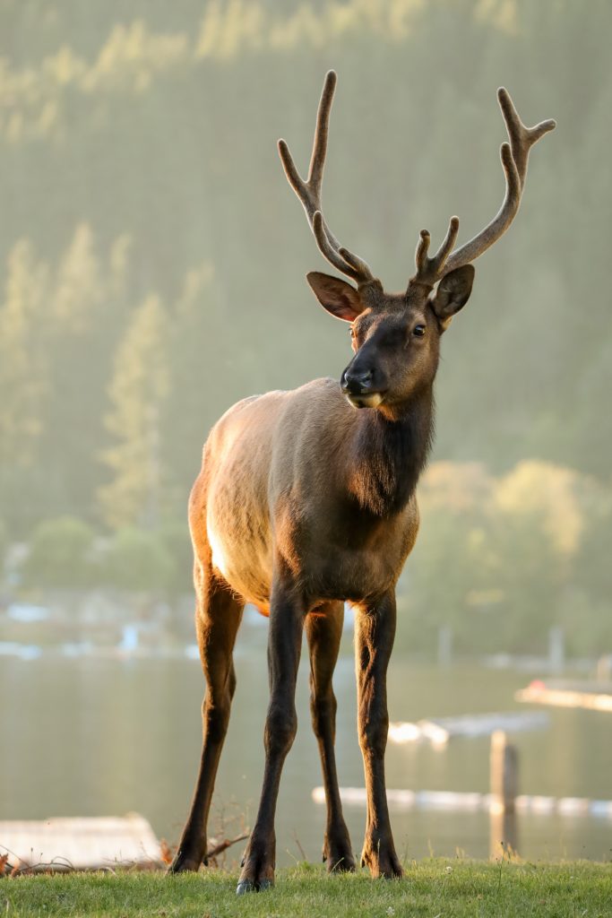 Younger Roosevelt Elk in beautiful majestic lighting
