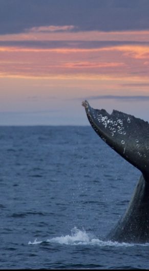 Gray Whale Tail at Sunset