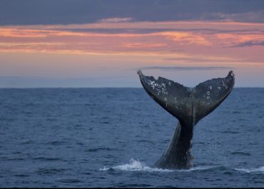 Gray Whale Tail at Sunset
