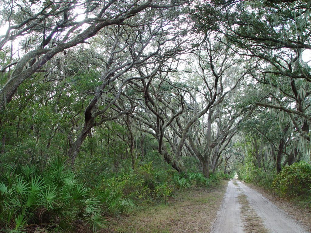 Dirt trail through Florida's Withlacoochee State Forest