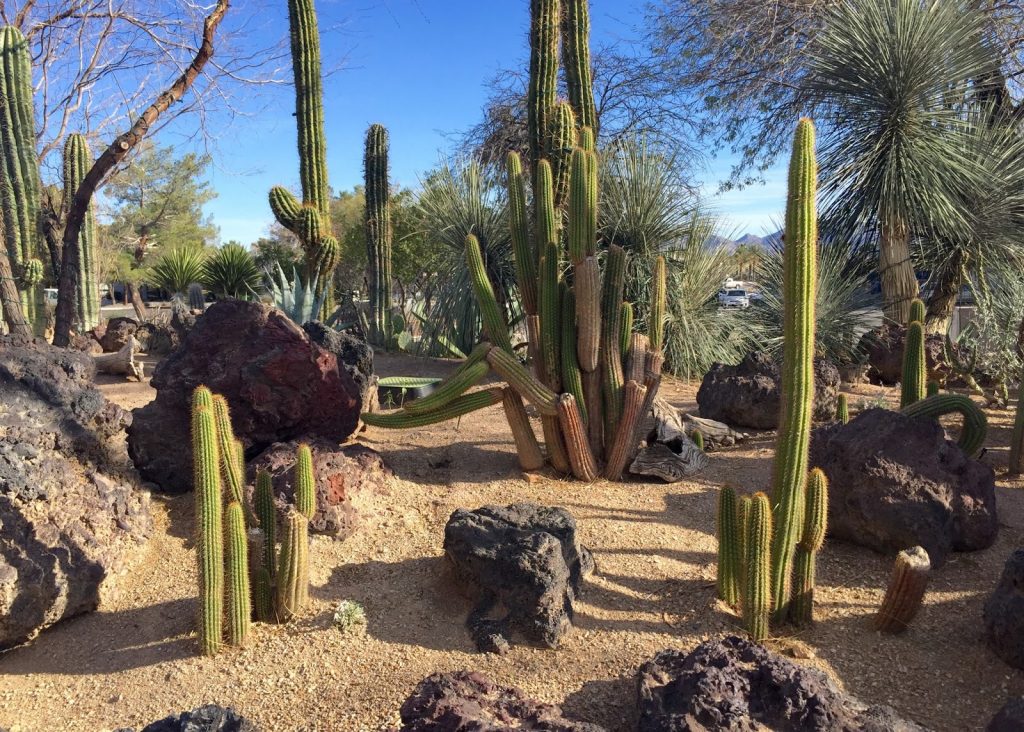 Largest botanical cactus garden in Nevada located at the Ethel M.