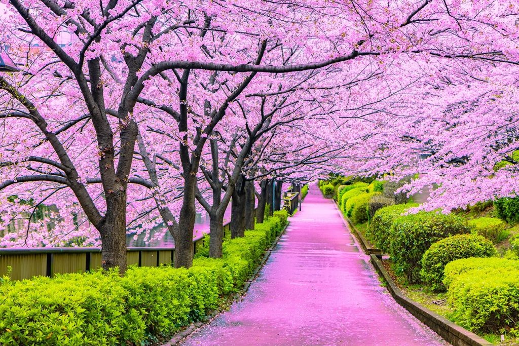 Street lined with cherry blossoms in bloom