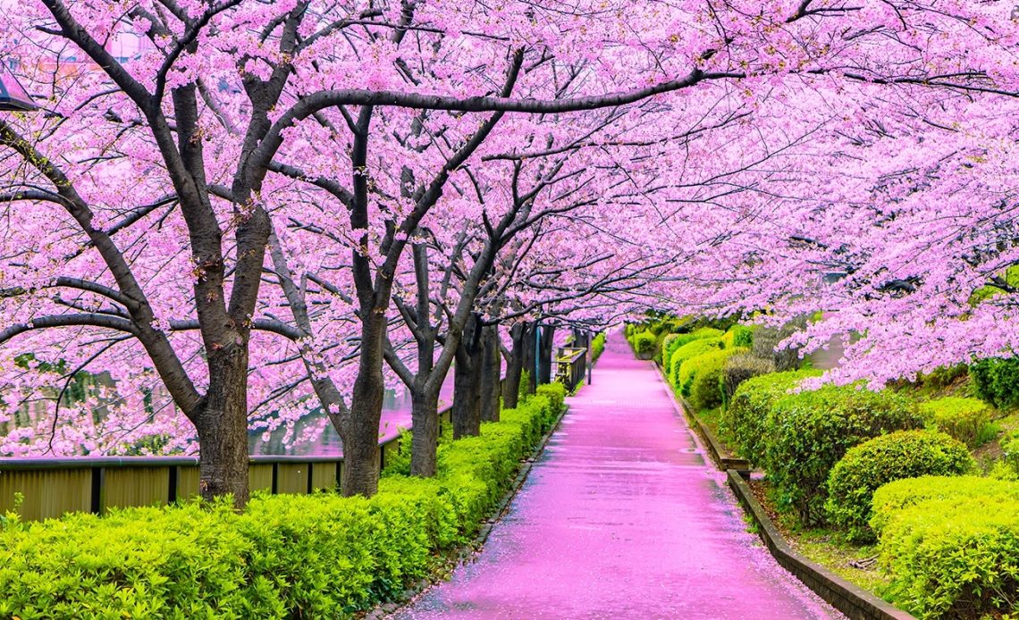 Street lined with cherry blossoms in bloom