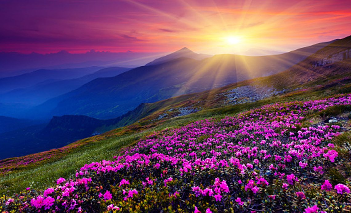 Magic pink rhododendron flowers on summer mountain.