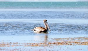 Winter Birding Guide